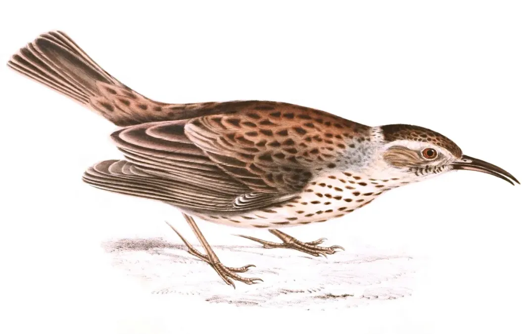 File:Certhilauda subcoronata 1838, crop.jpg