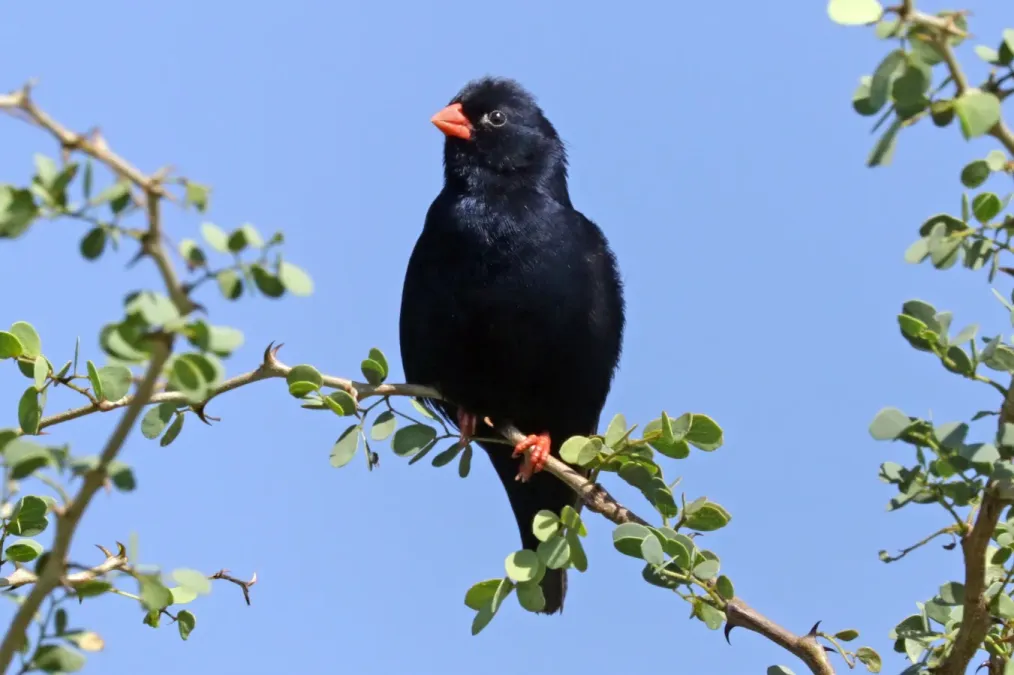 File:Village indigobird (Vidua chalybeata okavangoensis) male Zimbabwe.jpg