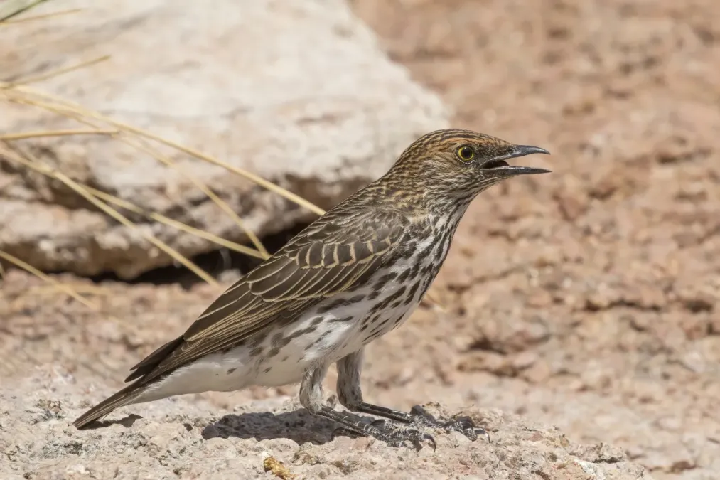 File:Violet-backed starling (Cinnyricinclus leucogaster verreauxi) female.jpg