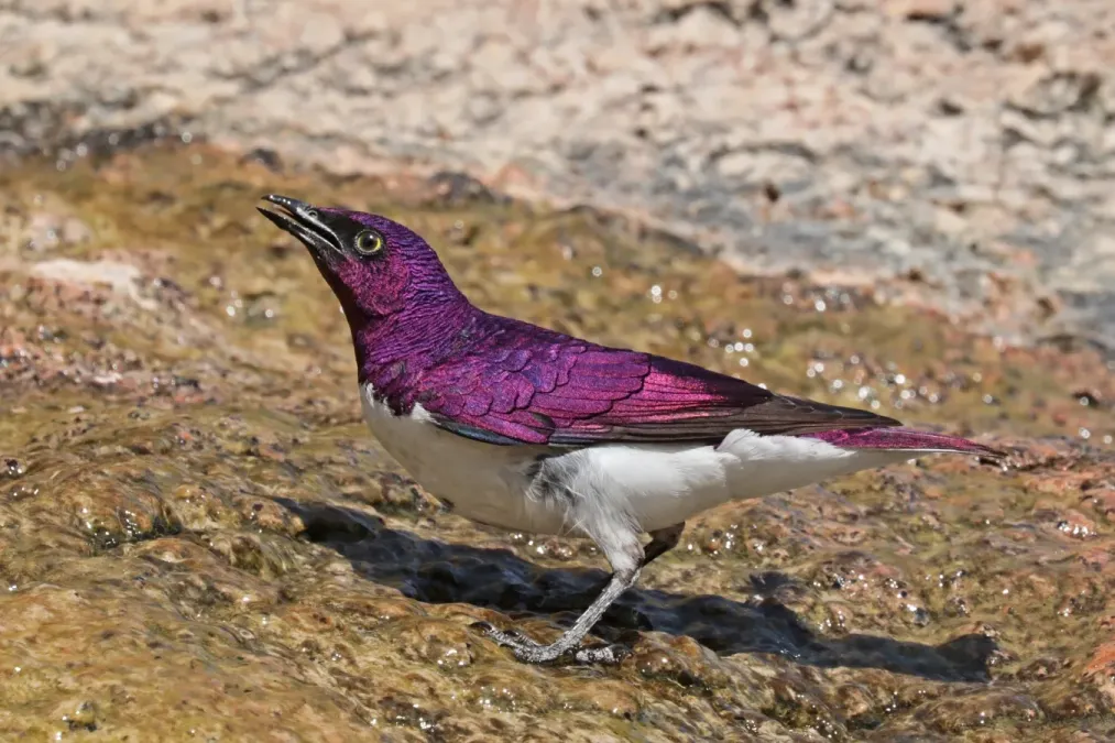 File:Violet-backed starling (Cinnyricinclus leucogaster verreauxi) male.jpg