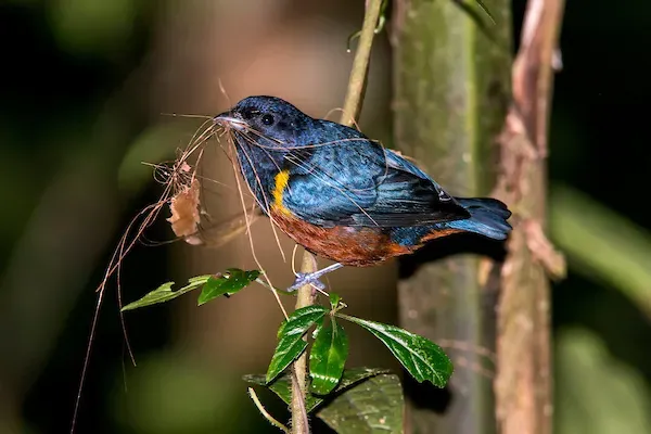 File:Ferro-velho (Euphonia pectoralis) - Chestnut-bellied Euphonia.jpg