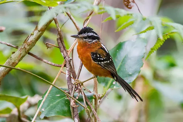 File:Trovoada (Drymophila ferruginea) - Ferruginous Antbird.jpg