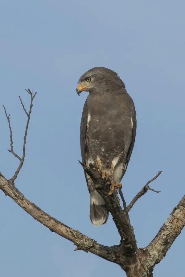 File:Western banded snake eagle (Circaetus cinerascens).jpg