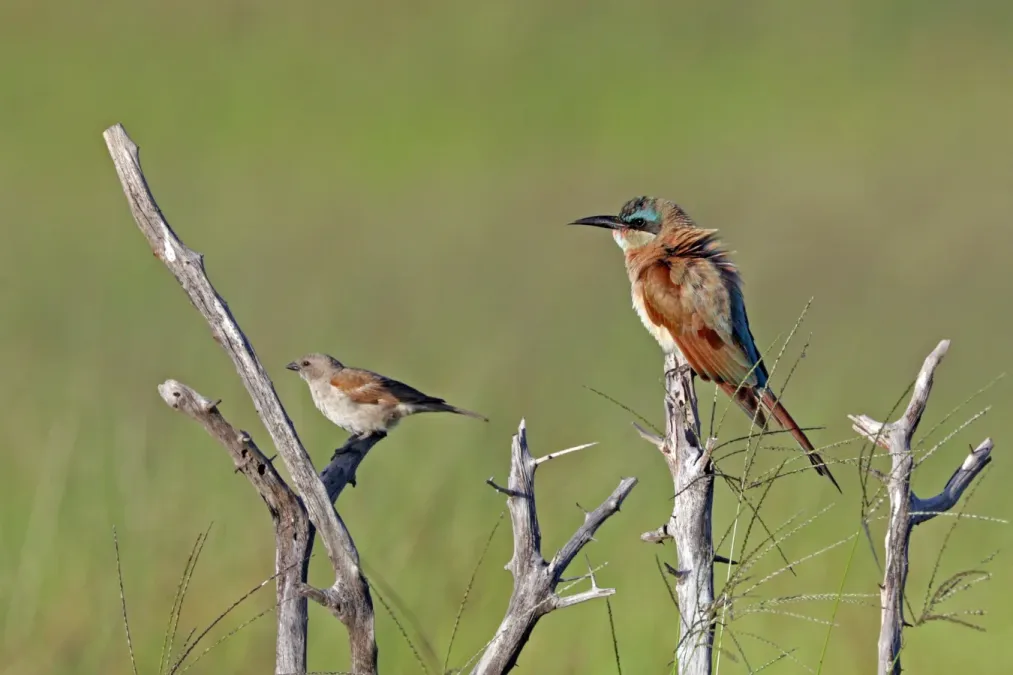 File:Southern carmine bee-eater (Merops nubicoides) with southern grey-headed sparrow (Passer diffusus).jpg