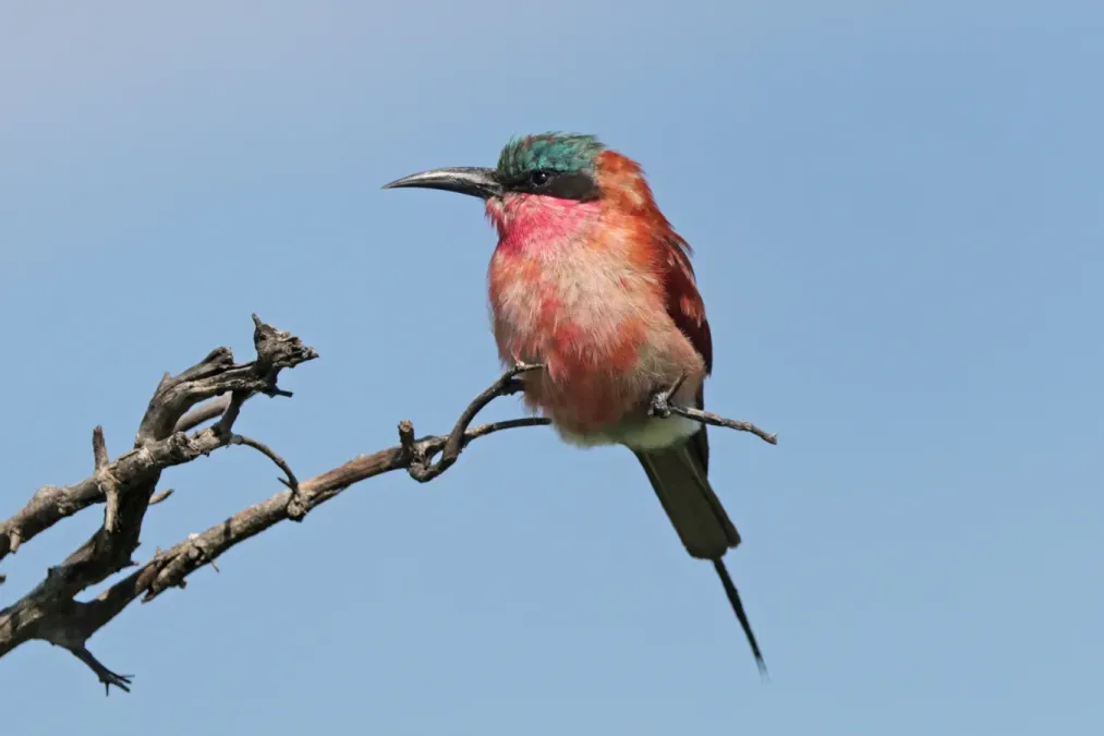 File:Southern carmine bee-eater (Merops nubicoides).jpg