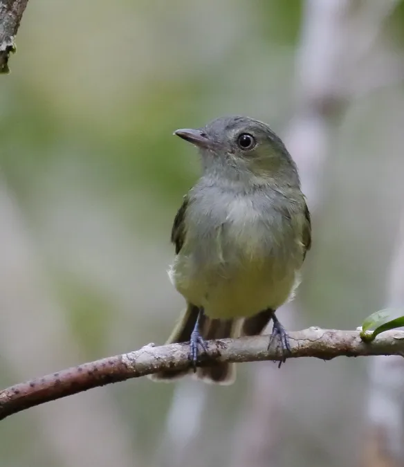 File:Neopelma aurifrons - Wied's Tyrant-Manakin.jpg