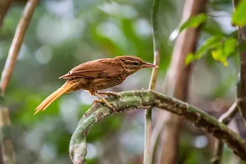 File:Trepador-sobrancelha (Cichlocolaptes leucophrus) - Pale-browed Treehunter.jpg