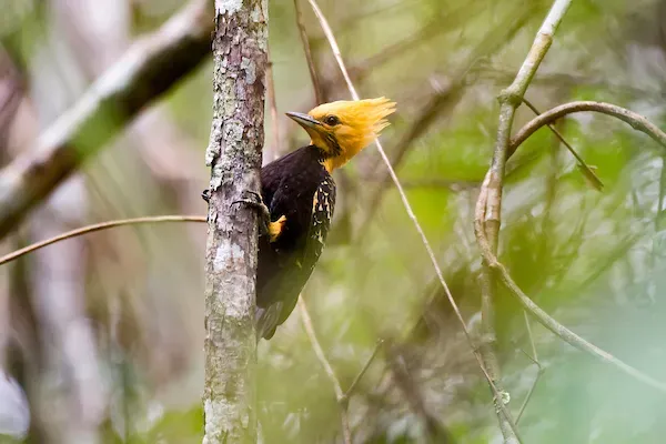 File:Pica-pau-de-cabeça-amarela (Celeus flavescens) - Blond-crested Woodpecker.jpg