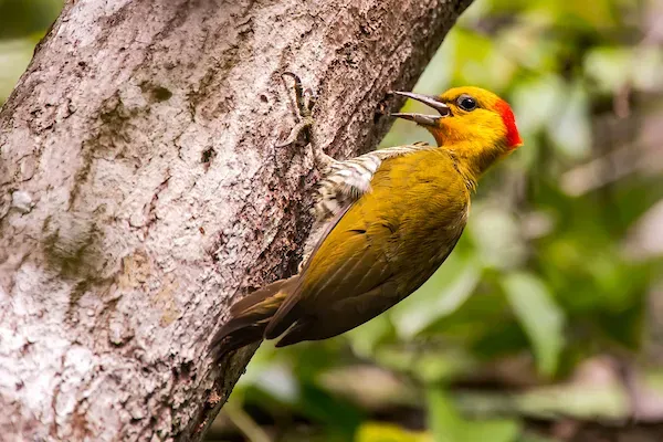 File:Pica-pau-bufador (Piculus flavigula) - Yellow-throated Woodpecker.jpg
