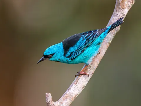 File:Saí-azul Macho (Dacnis cayana) - Blue Dacnis Male.jpg