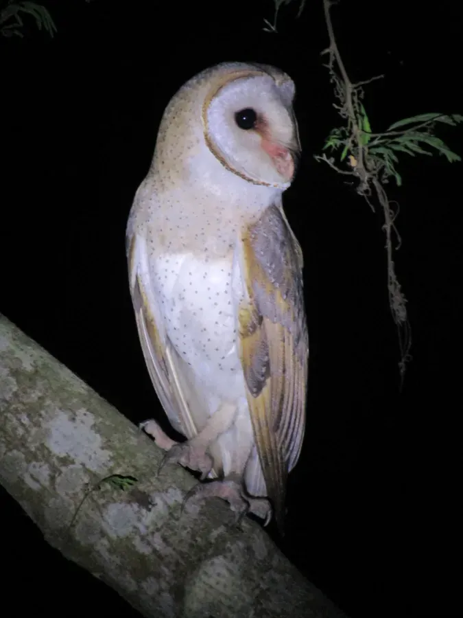 File:Eastern Barn Owl (Tyto javanica) sitting on a tree.jpg