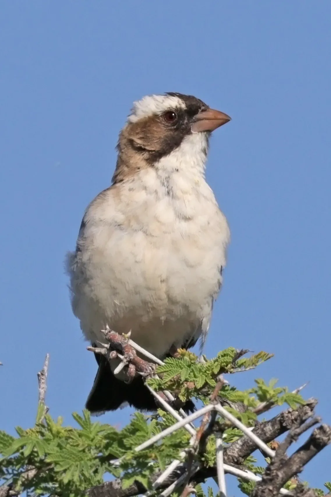 File:White-browed sparrow-weaver (Plocepasser mahali ansorgei) female.jpg
