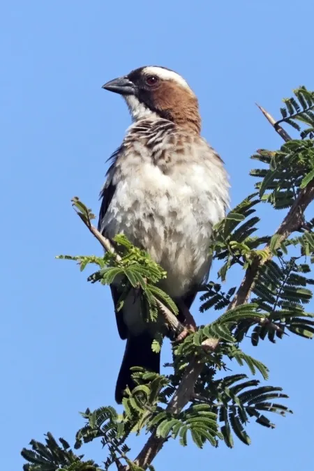 File:White-browed sparrow-weaver (Plocepasser mahali pectoralis) male.jpg