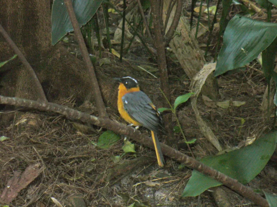 File:Cossypha niveicapilla.jpg