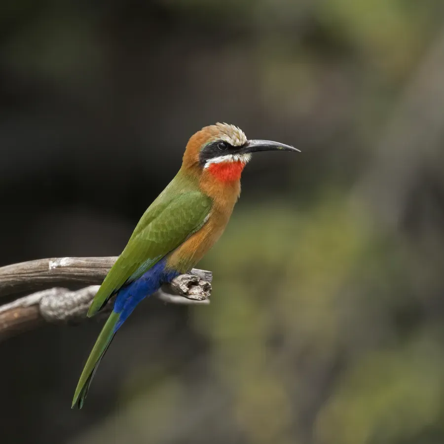 File:White-fronted bee-eater (Merops bullockoides) Namibia.jpg