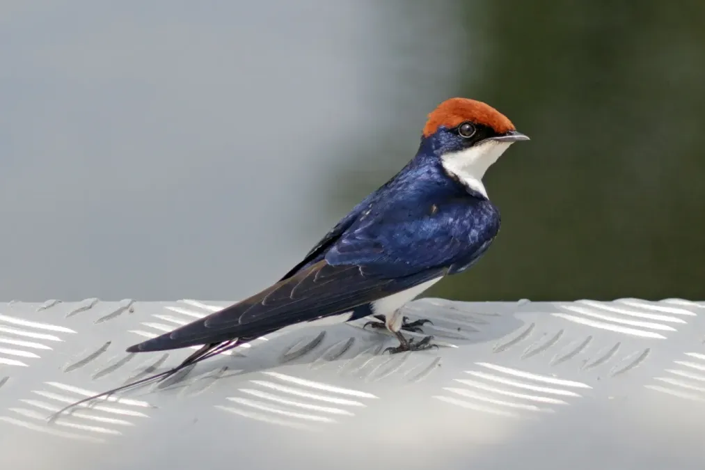 File:Wire-tailed swallow (Hirundo smithii smithii).jpg