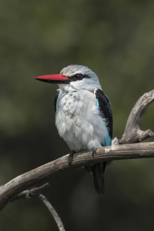 File:Woodland kingfisher (Halcyon senegalensis cyanoleuca).jpg