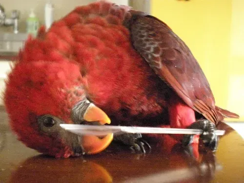 File:Chalcopsitta cardinalis -pet-6b.jpg