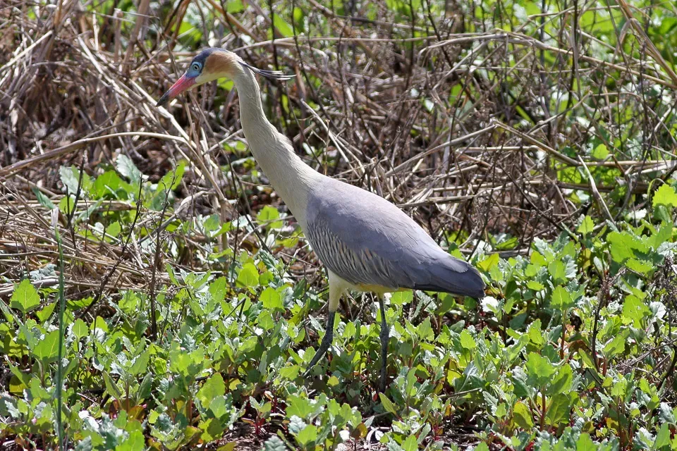 File:Whistling Heron (Syrigma sibilatrix) (8077524717).jpg