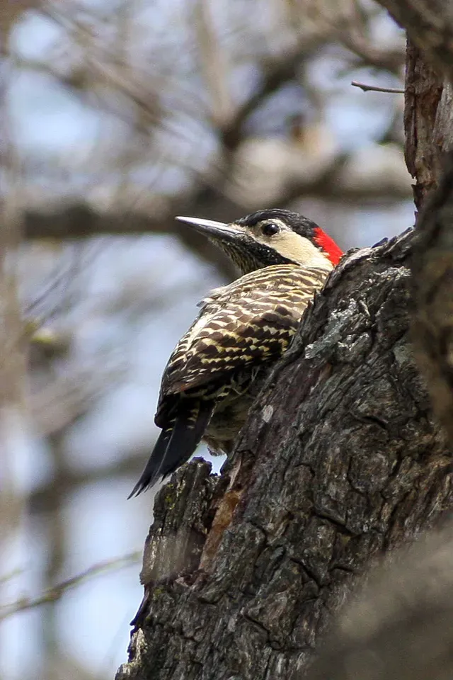 File:Green-barred Woodpecker(Colaptes melanochloros) (8077516936).jpg
