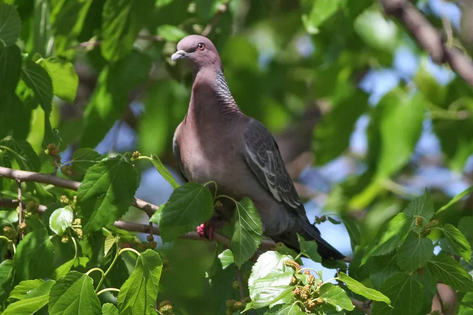 File:Picazuro Pigeon (Patagioenas picazuro) (8077518010).jpg