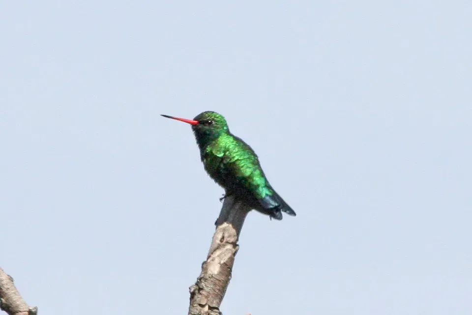 File:Glittering-bellied Emerald (Chlorostilbon lucidus) (8077521252).jpg
