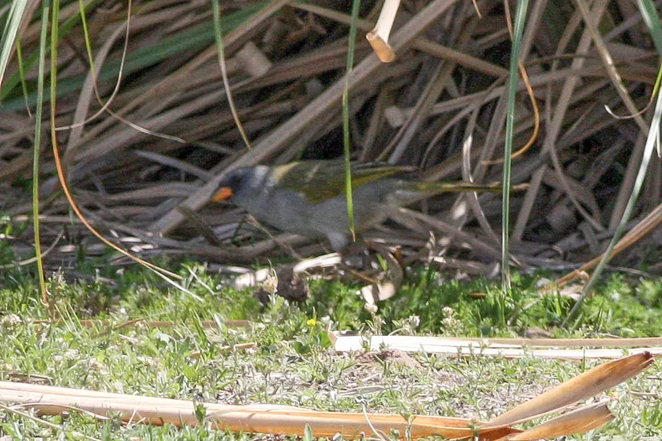 File:Pampa Finch (Embernagra platensis) (8077532719).jpg