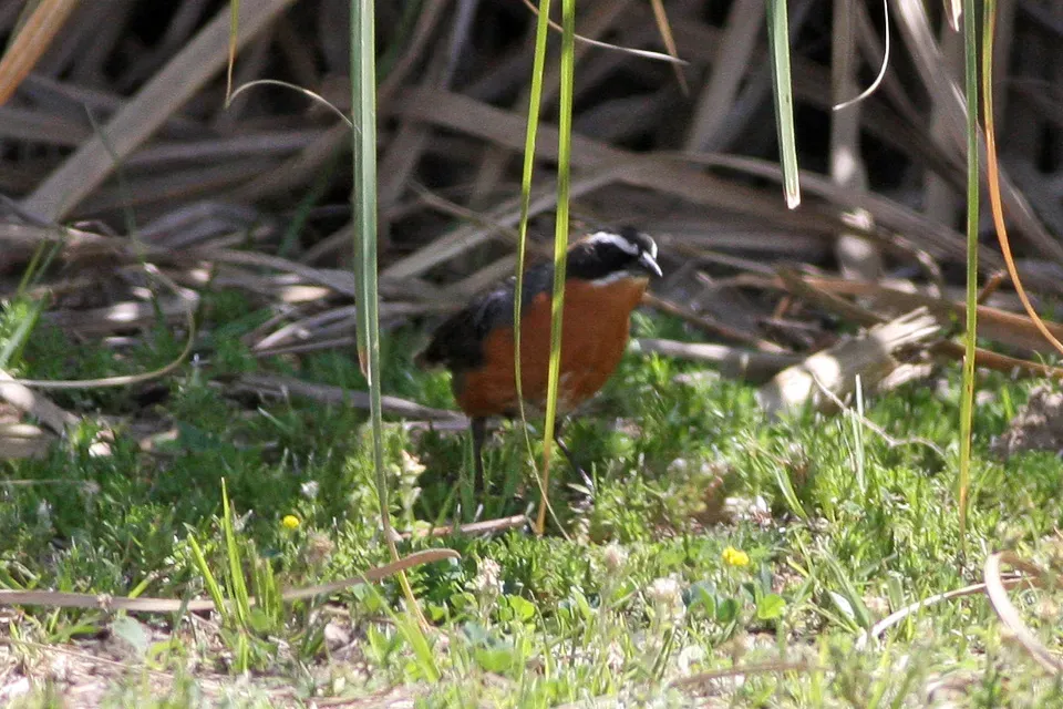 File:Black & Rufous Warbling-Finch (Poospiza nigrorufa) (8077533173).jpg