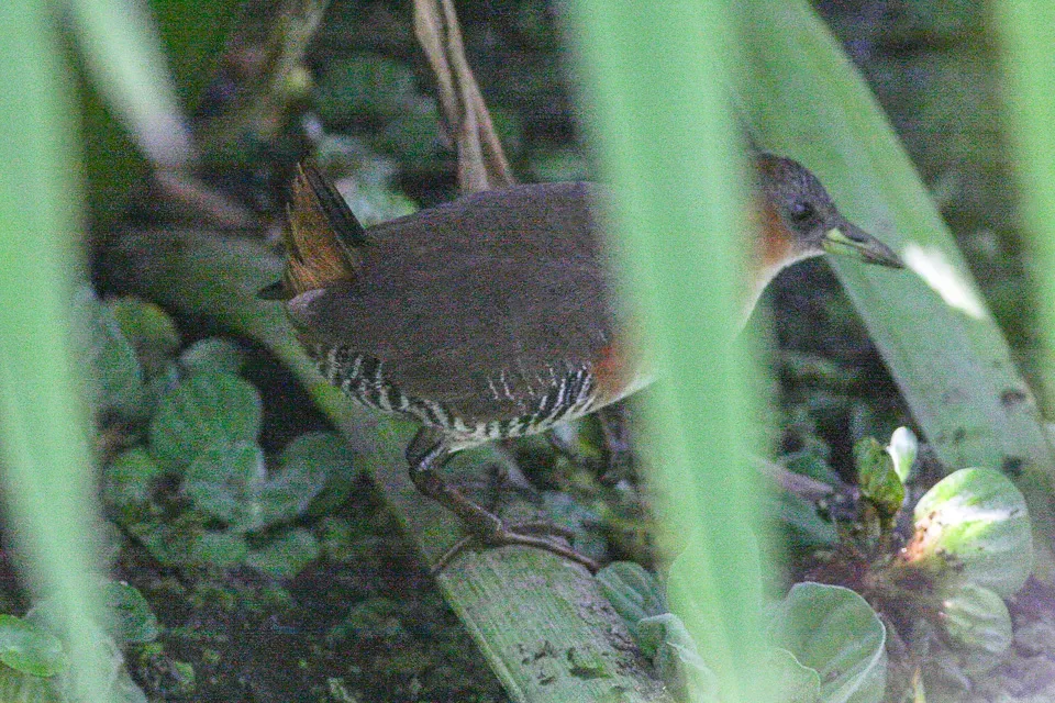 File:Rufous-sided Crake (Laterallus melanophaius) (8077535953).jpg