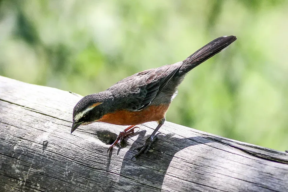 File:Black & Rufous Warbling-Finch (Poospiza nigrorufa) (8077536453).jpg