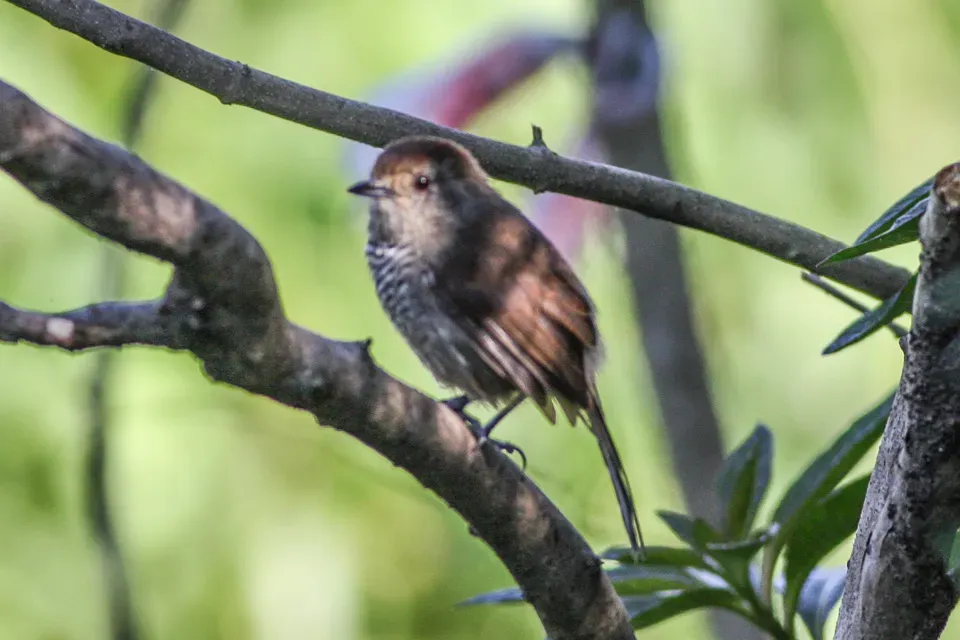 File:Rufous-capped Antshrike (Thamnophilus ruficapillus) (8077536795).jpg