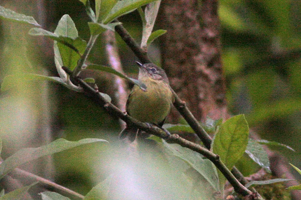 File:Mottle-cheeked Tyrannulet (Phylloscartes ventralis) (8077530192).jpg