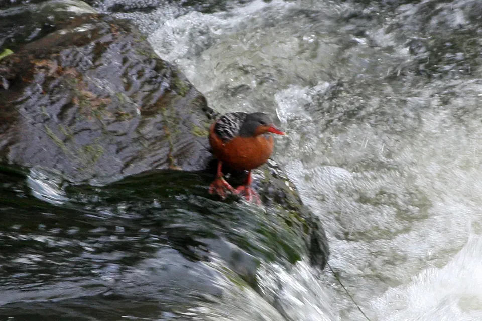 File:Torrent Duck (Merganetta armata) (8077545159).jpg