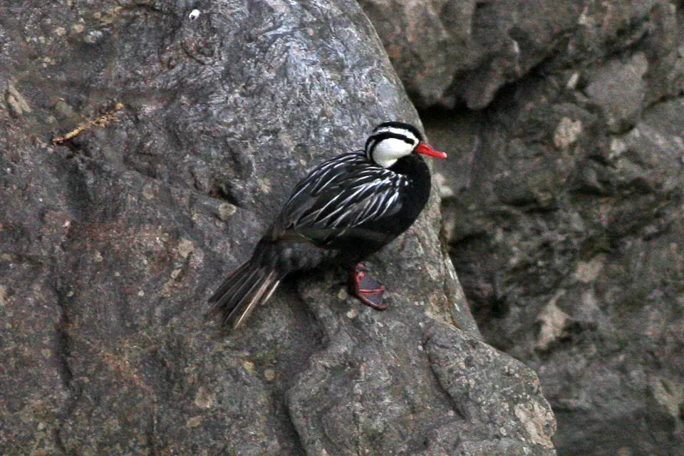 File:Torrent Duck (Merganetta armata) (8077536854).jpg