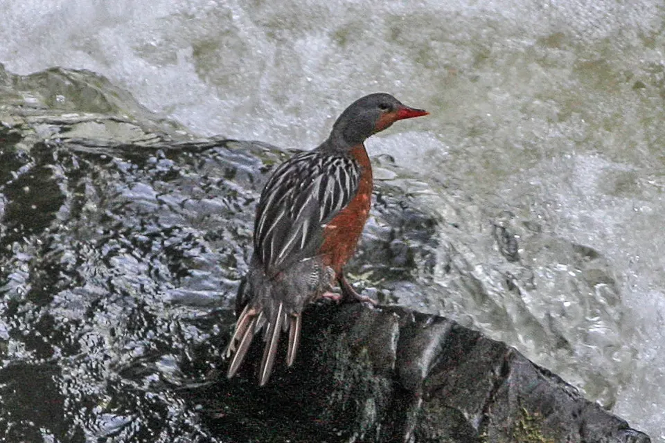 File:Torrent Duck (Merganetta armata) (8077537378).jpg