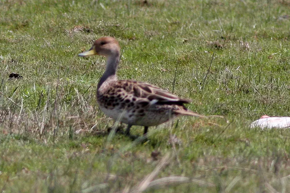 File:Yellow-billed Pintail (Anas georgica) (8077538372).jpg