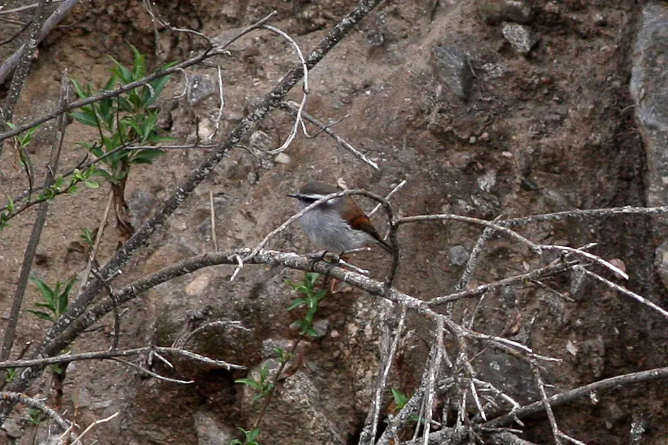 File:White-browed Chat-Tyrant (Ochthoeca leucophrys) (8077551073).jpg
