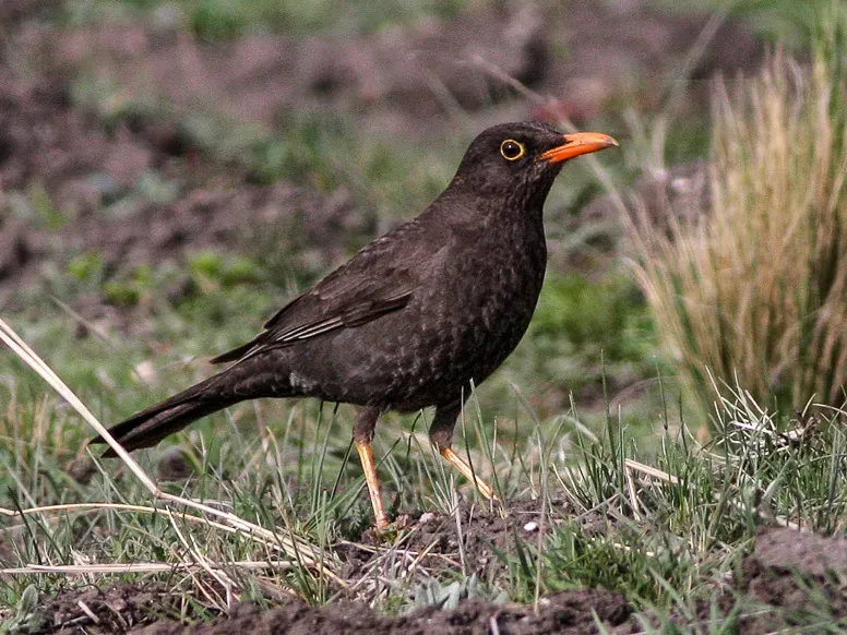File:Chiguanco Thrush (Turdus chiguanco) (8077551935).jpg