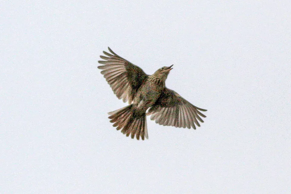 File:Hellmayr's Pipit (Anthus hellmayri) (8077552385).jpg