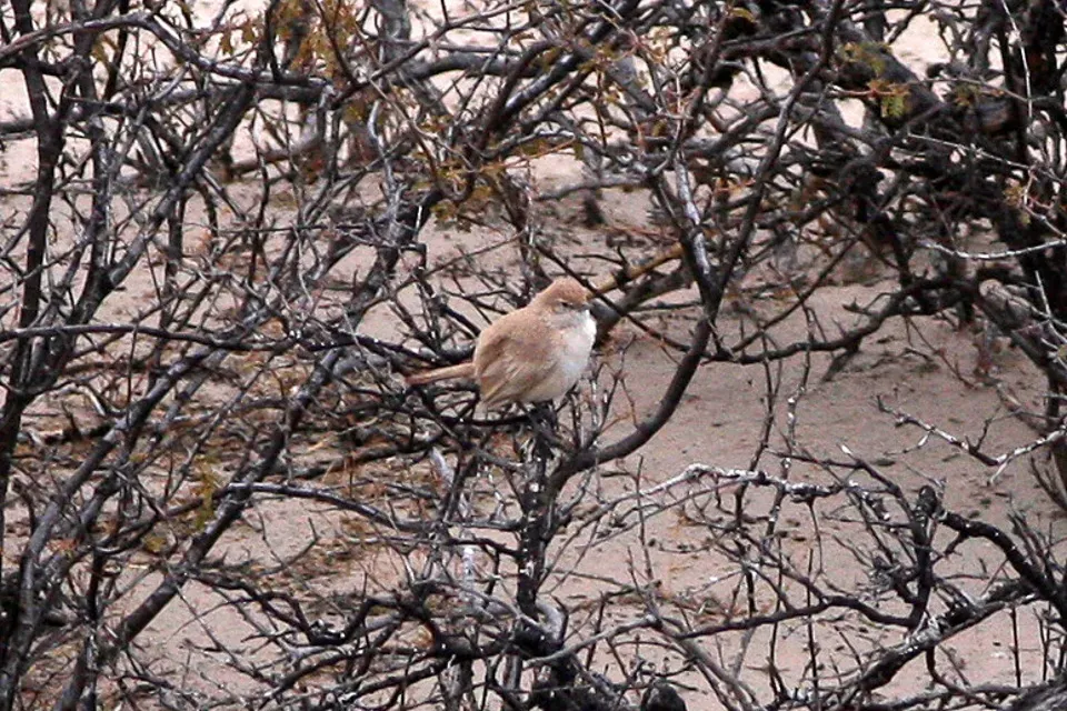 File:Sandy Gallito (Teledromas fuscus) (8077554813).jpg