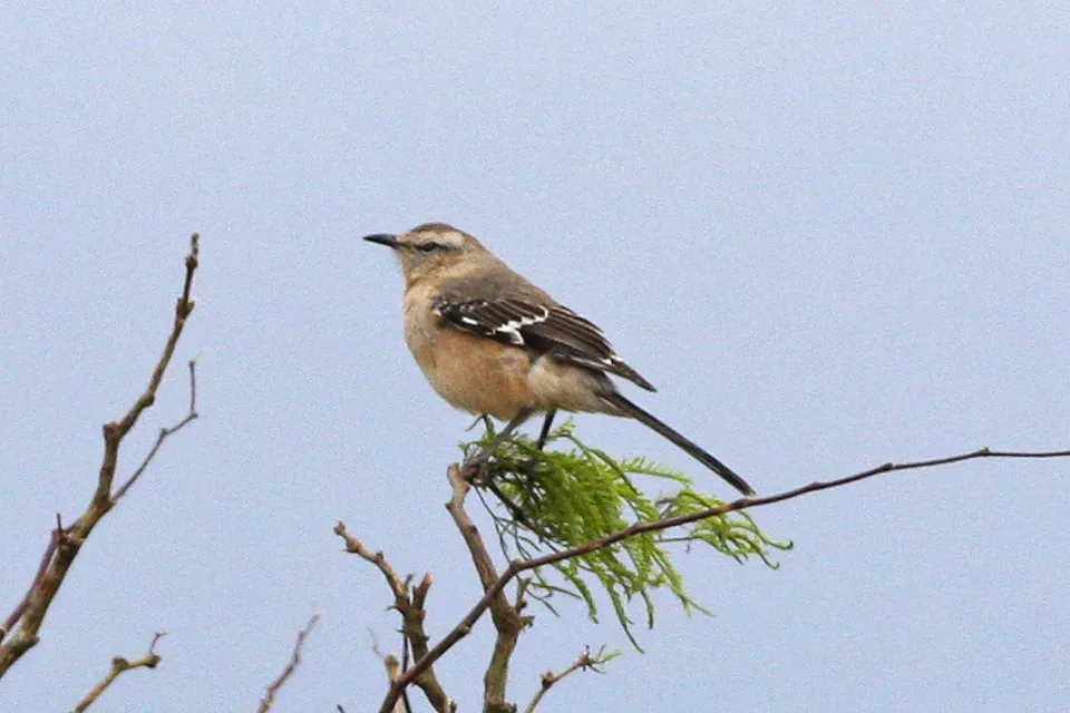 File:Patagonian Mockingbird (Mimus patagonicus) (8077546452).jpg