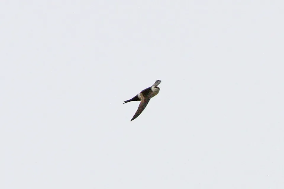 File:Andean Swift (Aeronautes andecolus) (8077548574).jpg