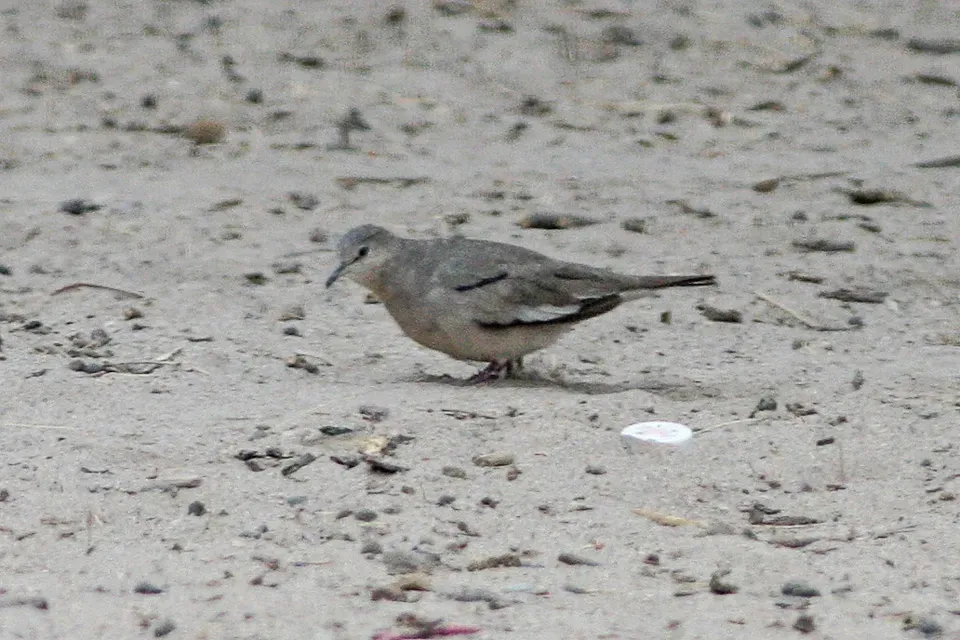 File:Picui Ground-Dove (Columbina picui) (8077557765).jpg