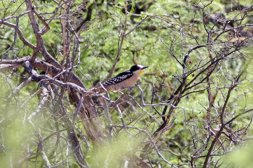 File:White-fronted Woodpecker (Melanerpes cactorum) (8077550246).jpg