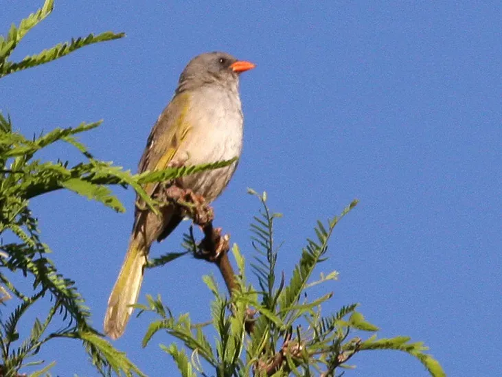File:Pampa Finch (Embernagra platensis) (8077553990).jpg