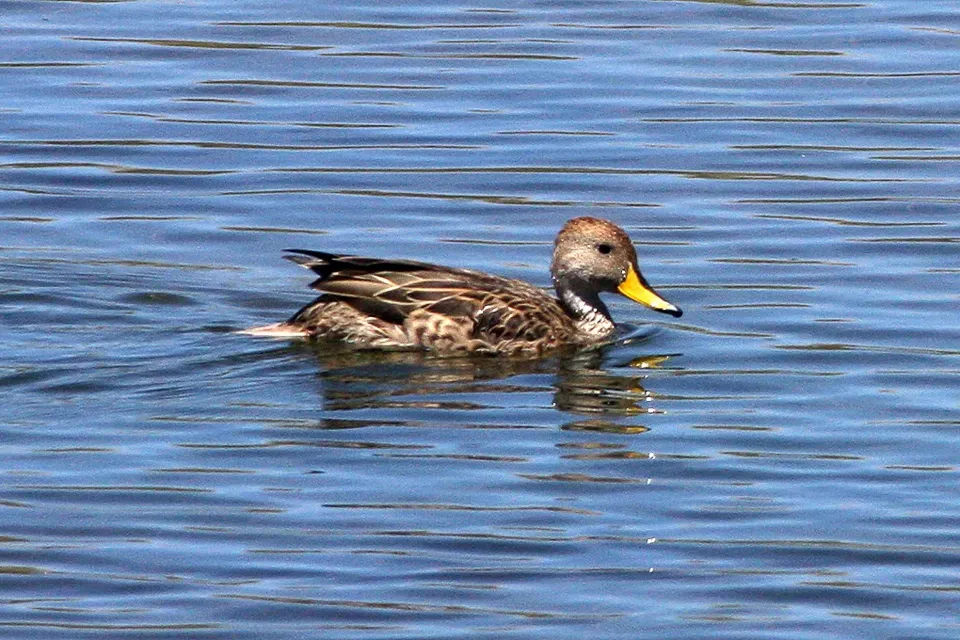 File:Yellow-billed Pintail (Anas georgica) (8077566033).jpg