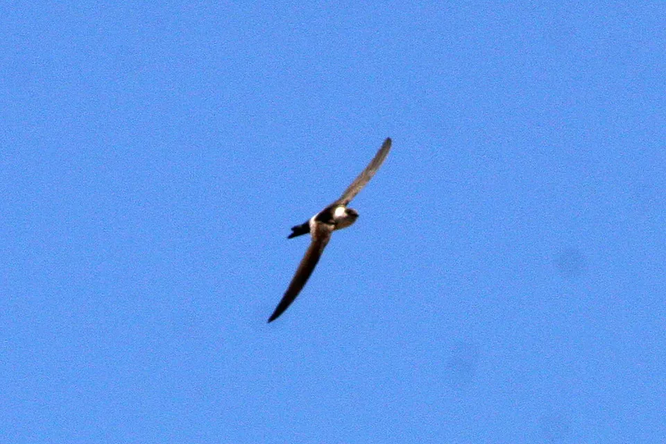 File:Andean Swift (Aeronautes andecolus (8077568135).jpg