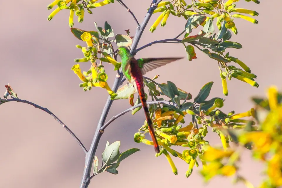 File:Red-tailed Comet (Sappho sparganurus) (8077570459).jpg
