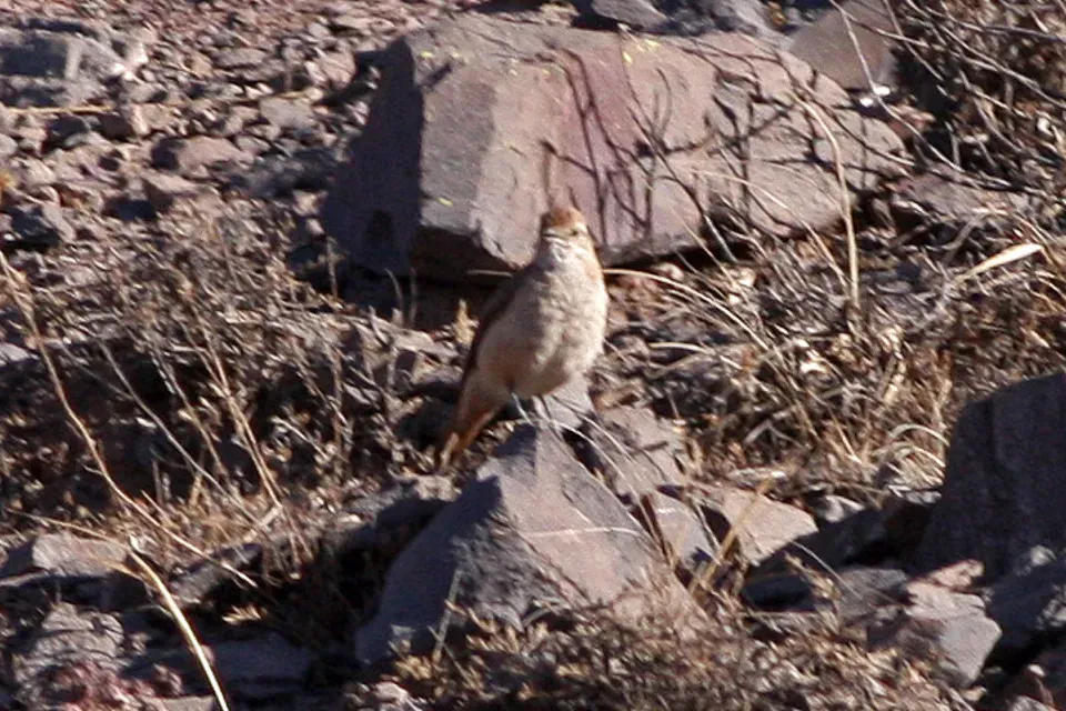File:Cordilleran Canastero (Asthenes modesta) (8077562050).jpg