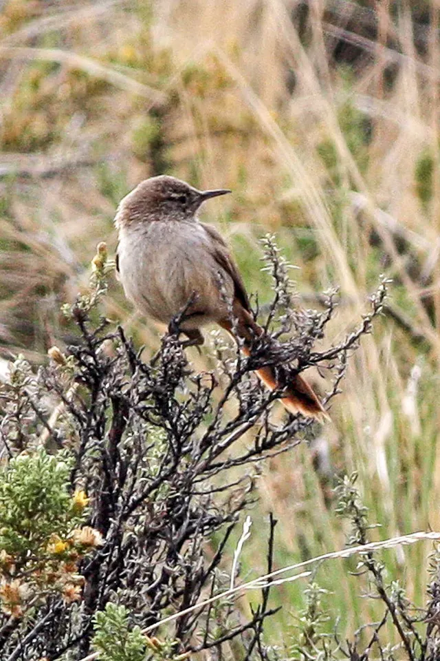 File:Rock Earthcreeper (Ochetorhynchus andaecola) (8077572761).jpg